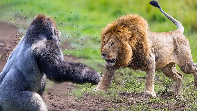 Strongest Animal Land ONLY( RDC)