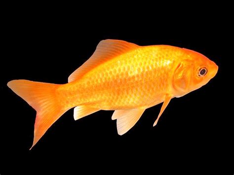 Best Fish
