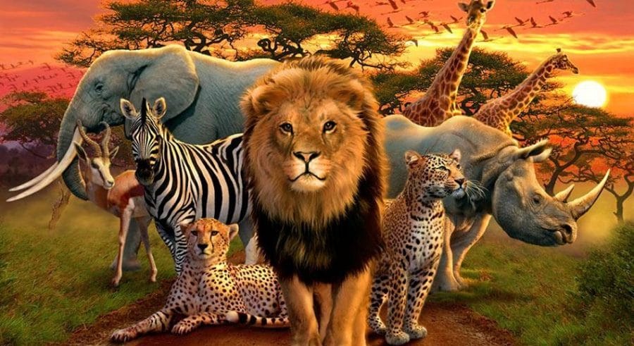 Animal 1v1s: Africa