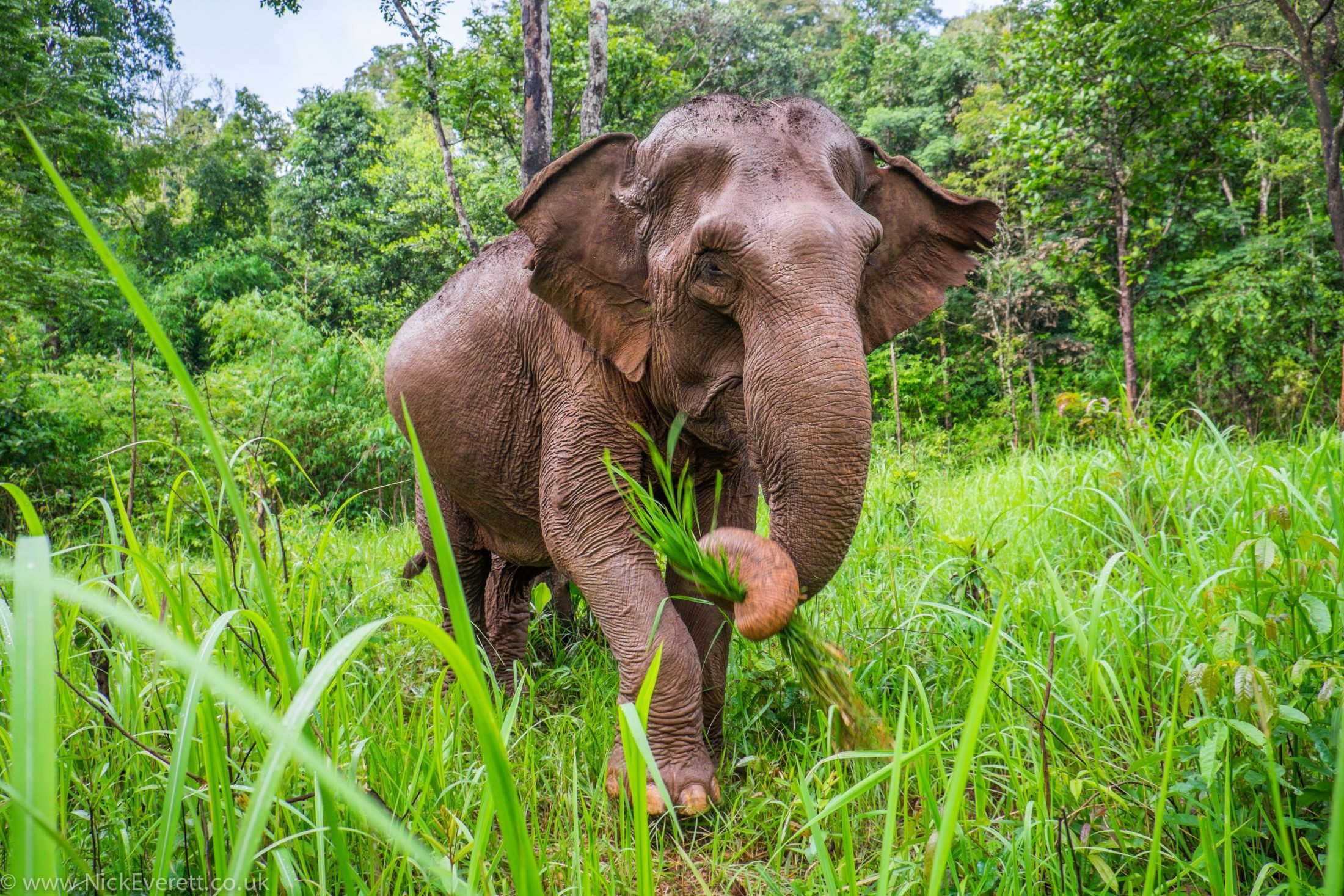 Animal 1v1s: India