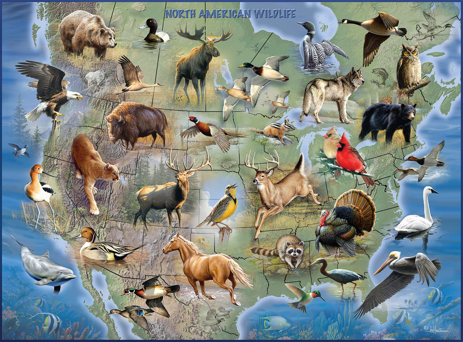 Animal 1v1s: North and Central America