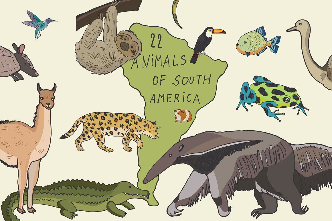 Animal 1v1s: South America
