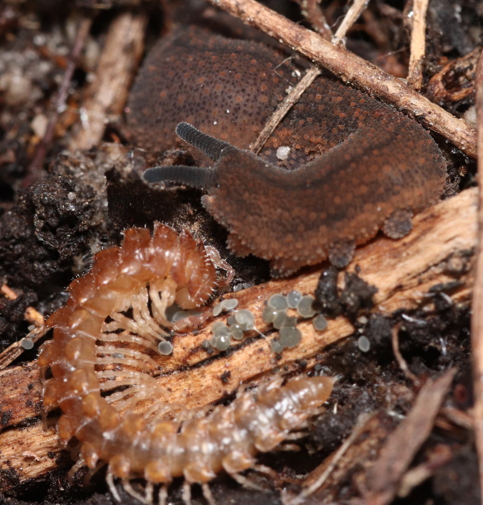 Extant Panarthropod orders
