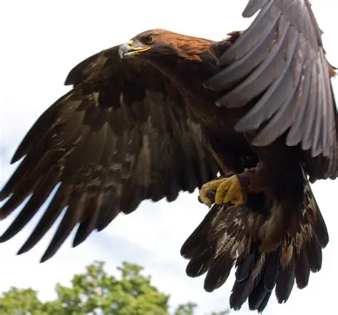 Coolest Eagles
