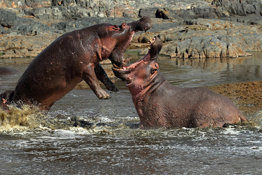 CRASHOUT ANIMALS