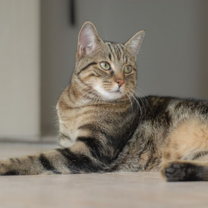 Best cat breed