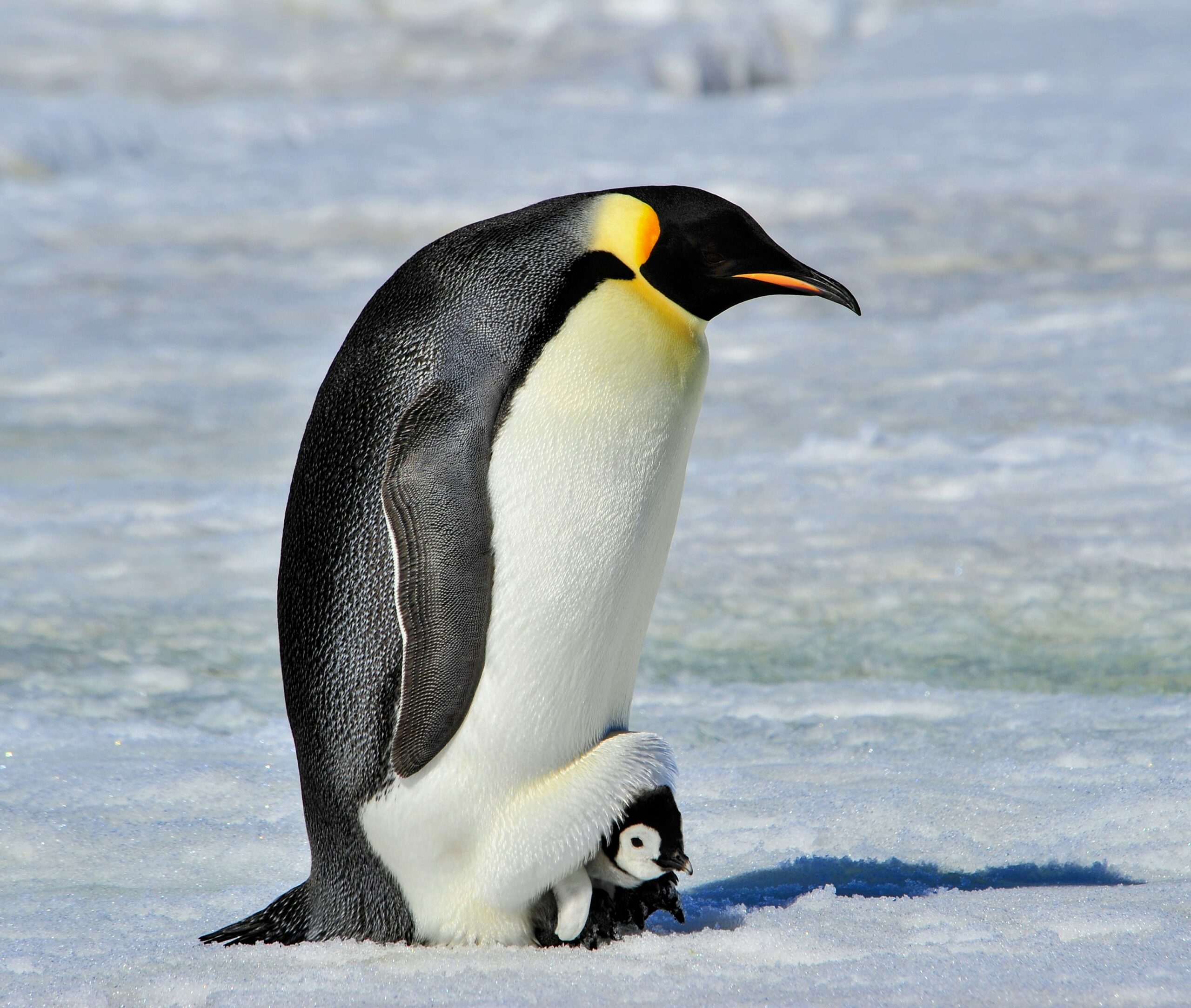Penguins